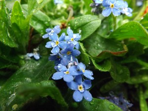 DSCF0499